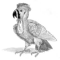 Carnpsit