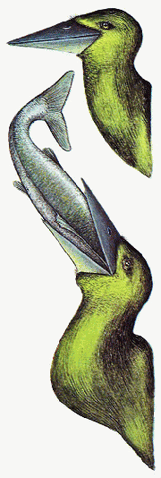 File:Skern heads.gif