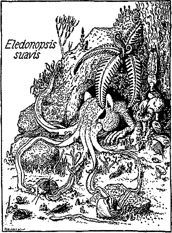 File:Eledonopsis.gif