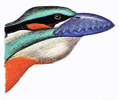 Toothed kingfisher breeding