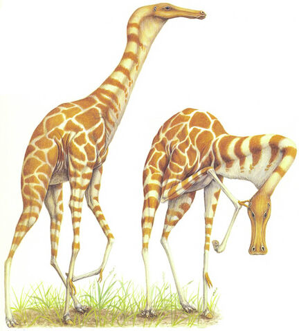 File:Lank.jpg