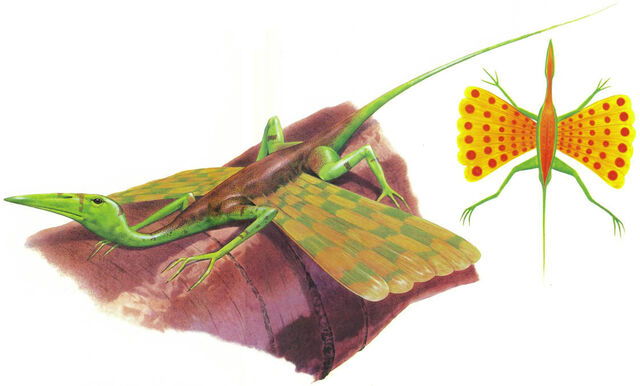 File:Scaly Glider.jpg