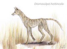Dromvulp
