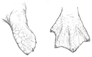 QeymUrqok50