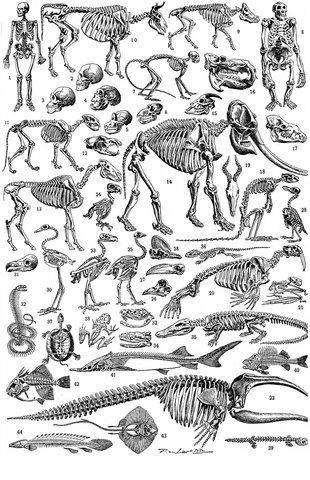File:Skeletons.png