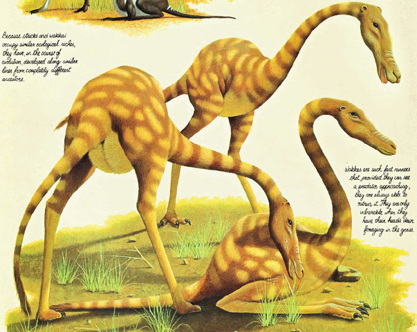 File:Wakka.png