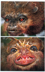 Velocipterus tête