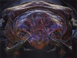 15-Demain-Scolopendra-volans