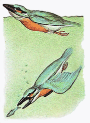 Toothed kingfisher