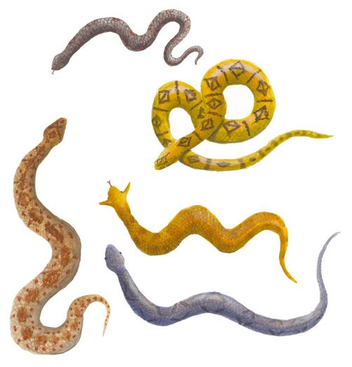 Megavipers