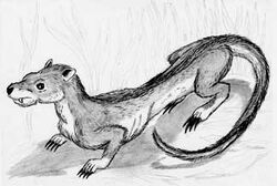 Marsupial
