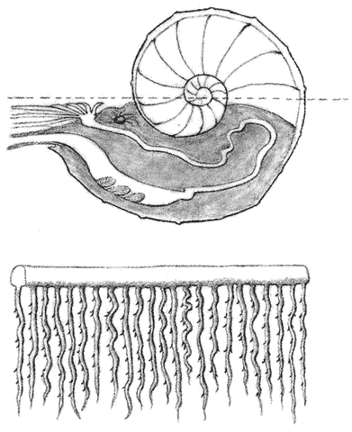 File:Kraken 2.gif