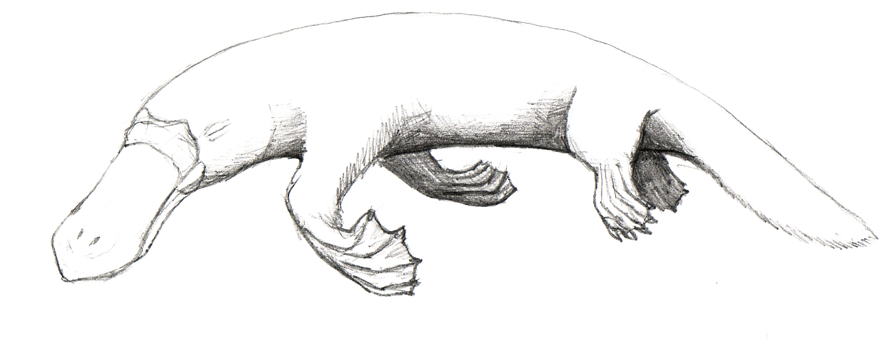 platypus evolution wiki