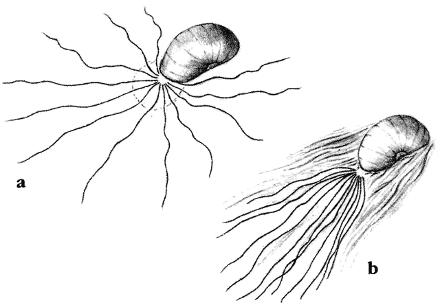 File:Kraken 3.gif