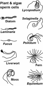 Plant spermatozoa