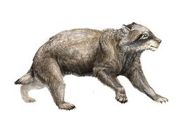 Ursicyon