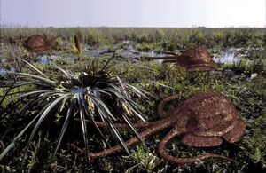 Swampus group together
