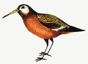 Pilofile new beak