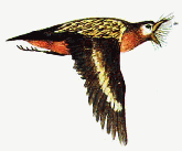 Pilofile flying