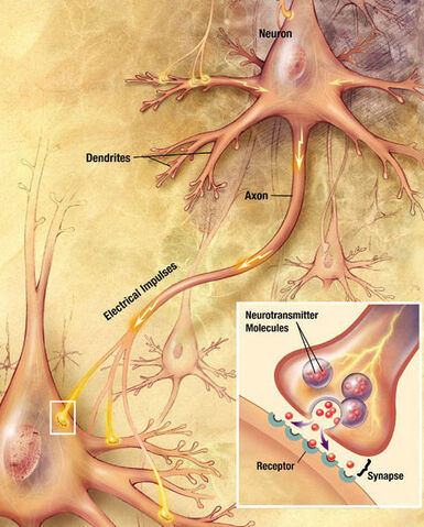 File:Chemical synapse.jpg