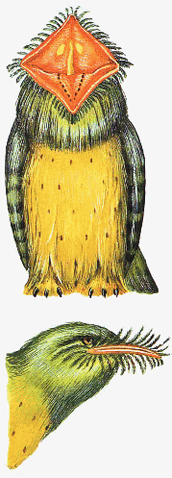File:Flower faced potoo.gif