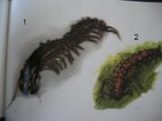 SkullIslandsWildife033