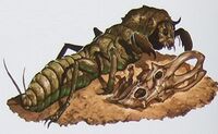 Decarnocimex1