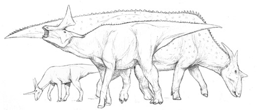 Formosicorns-0