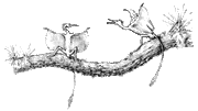 Flurrit 2