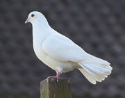 Dove