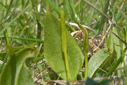 Adder's Tongue