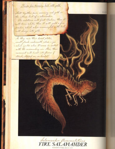 File:FireSalamander.jpg