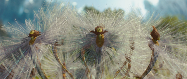 File:Sylph.png