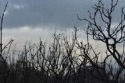 9217289-baum-zweige-silhouette-und-dunklen-winter-sky-durch-fenster-mit-regentropfen-gesehen