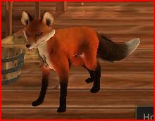 Fox.jpg
