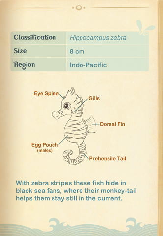 File:Zebra Seahorse§Aquapedia2.png