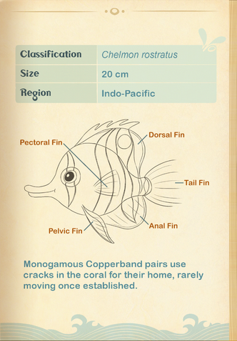 File:Copperband Butterflyfish§Aquapedia2.png