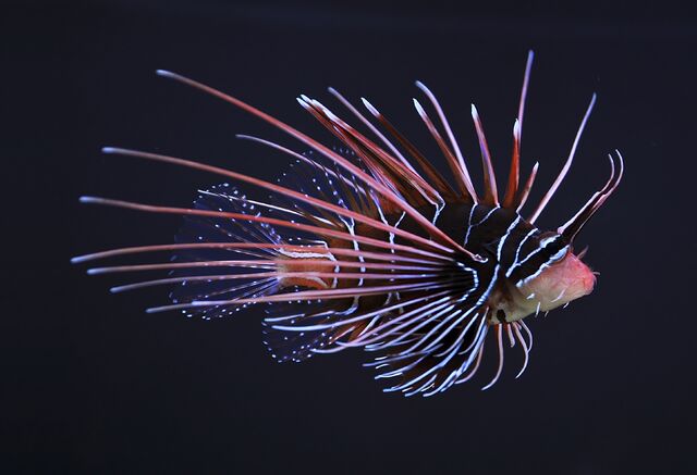 File:ClearfinLionfishReal.jpg