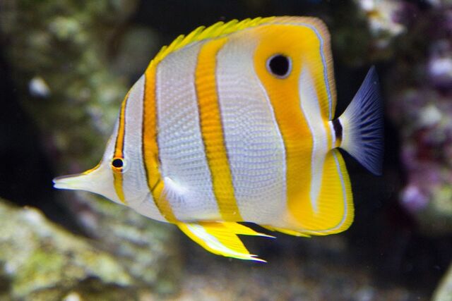 File:CopperbandButterflyfishReal.jpg