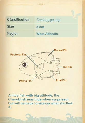 File:Cherubfish§Aquapedia2.png
