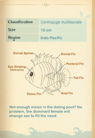 File:Barred Angelfish§Aquapedia2.png