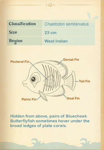File:Bluecheek Butterflyfish§Aquapedia2.png