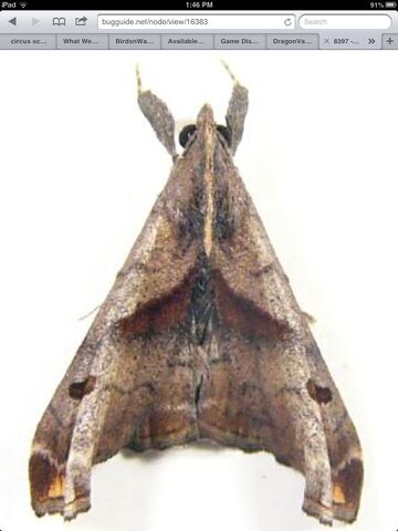 File:Palthismoth.jpg