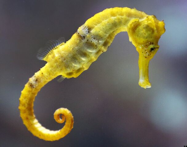 File:Tiger-TailSeahorseReal.jpg