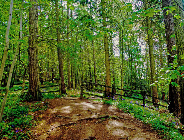 File:Forest-1336470272MWd.jpg