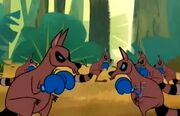 Kangaraccoons
