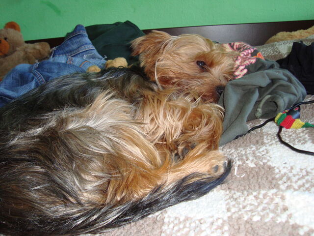 Plik:Dsc05231.jpg