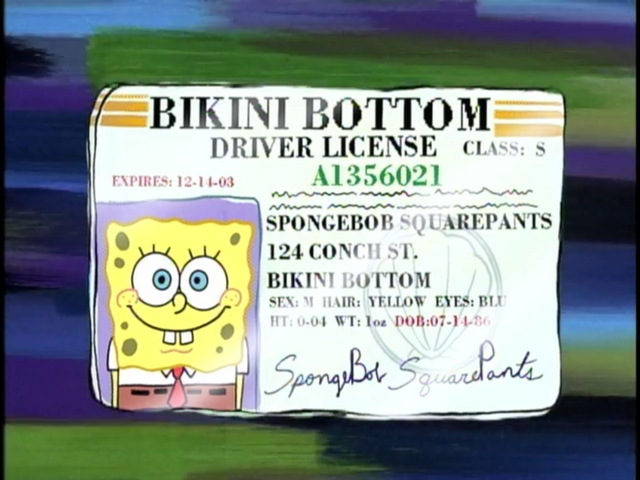 Plik:Spongebobdriverlicense.png