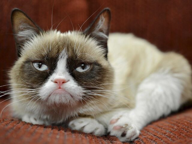 File:Grumpy-cat-has-earned-her-owner-nearly-100-million-in-just-2-years.jpg