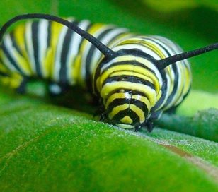 File:Caterpillar.jpg
